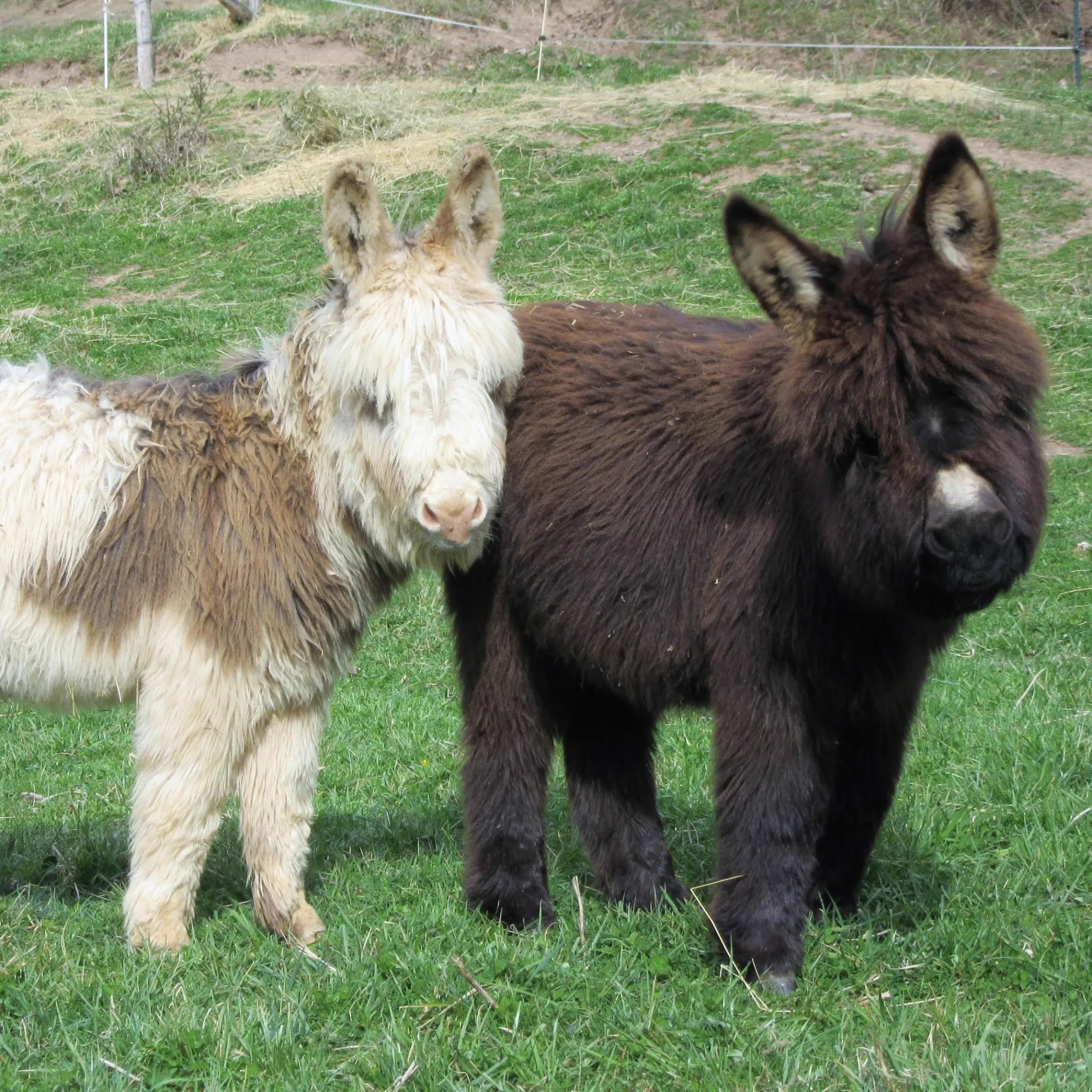 Biscotti and Lenore, wooly miniature donkeys, standing together in a West Virginia pasture